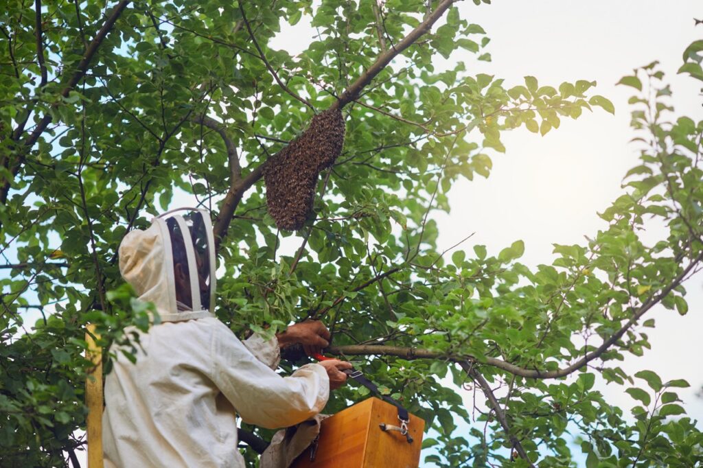 imker van BeeHome snoeit bijenroedel van boom in Torhout voor honingproductie