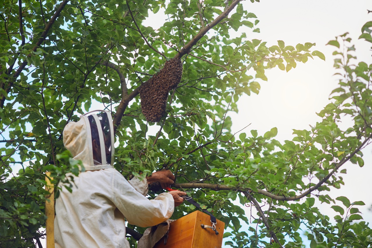 imker van BeeHome snoeit bijenroedel van boom in Torhout voor honingproductie