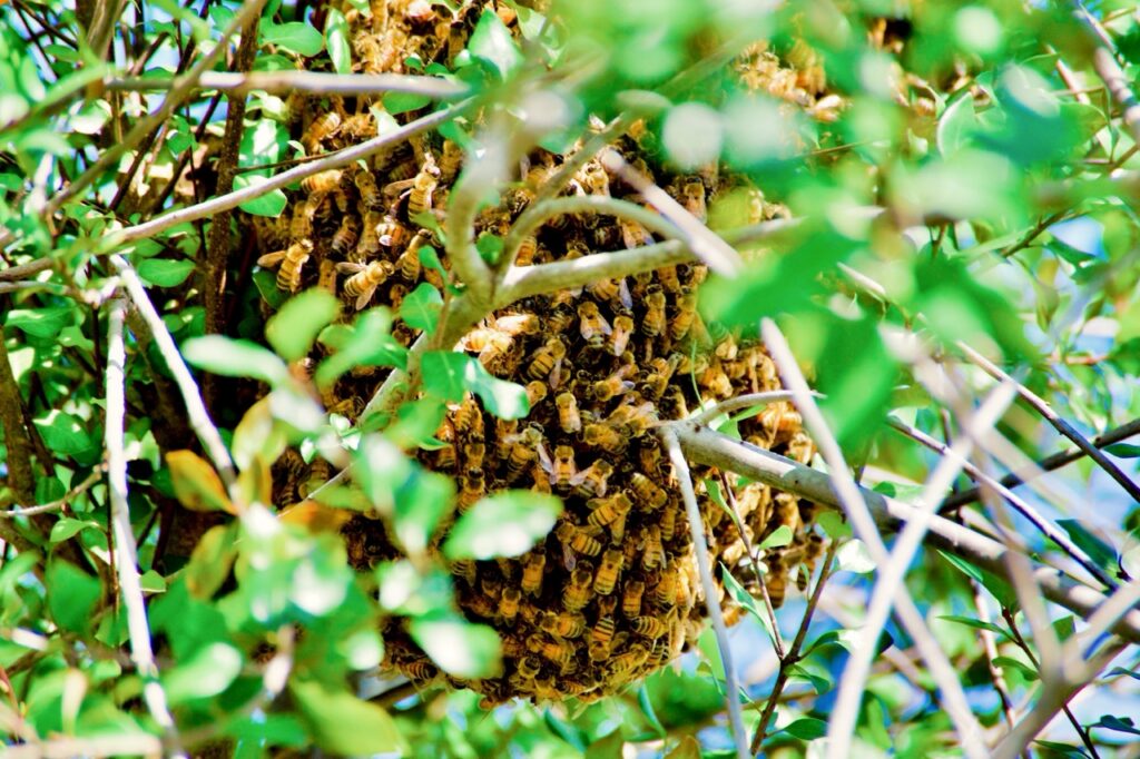 bijenzwerm hangt aan tak tussen groen blad bij beehome imker in torhout