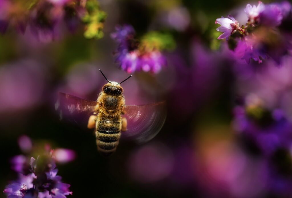 Bij vliegend tussen paarse bloemen voor honingproductie bij BeeHome in Torhout