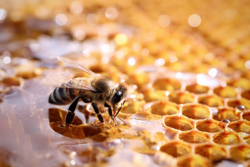 bij op honingraat met vloeibare honing bij BeeHome imker in Torhout honingproducten